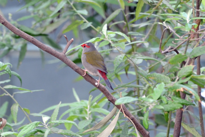 File:Neochmia temporalis 8044.jpg