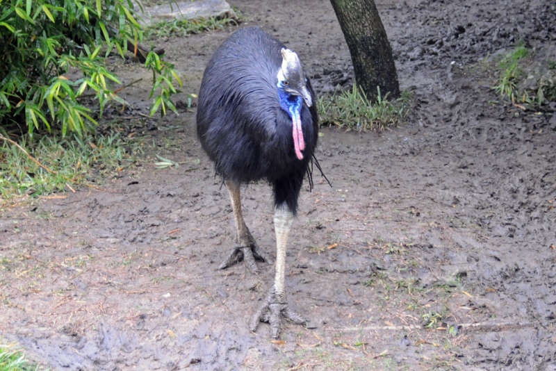 File:Casuarius casuarius 5279 W.jpg