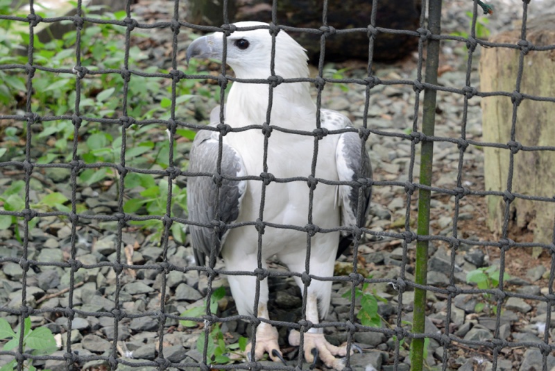 File:Haliaeetus leucogaster 1.jpg