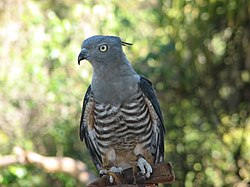 Aviceda subcristata -captive-8.jpg