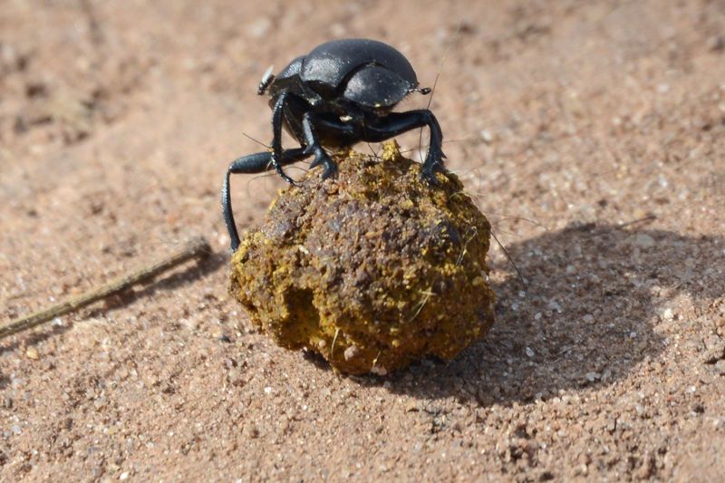 File:Canthon imitator 5149.jpg