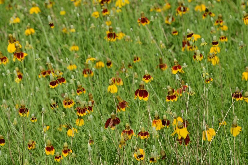 File:Ratibida columnifera 7740.jpg