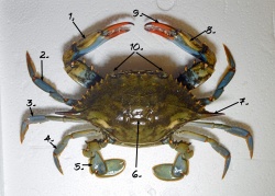 BlueCrab 0540 W.jpg
