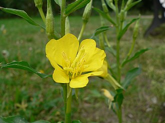 Tap root shown next to a carrot for comparison.