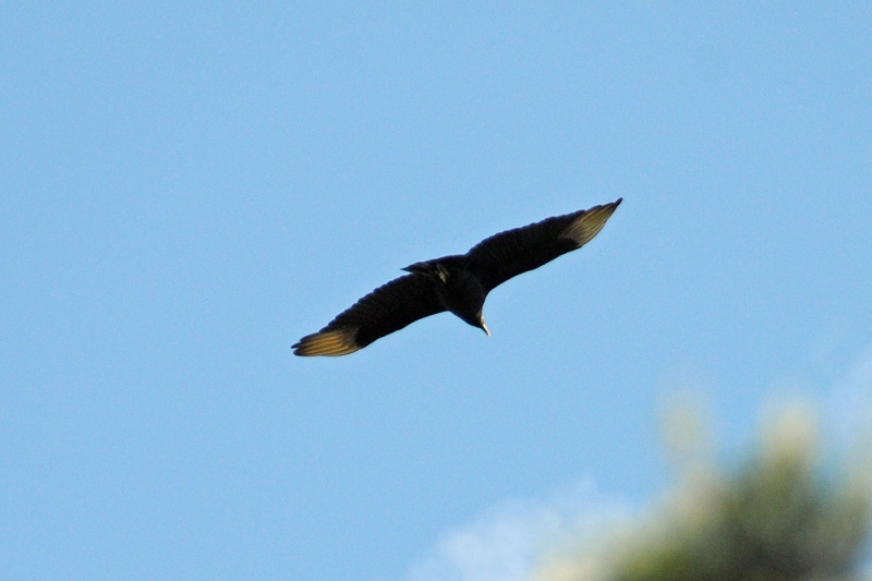 File:Coragyps atratus 2.jpg