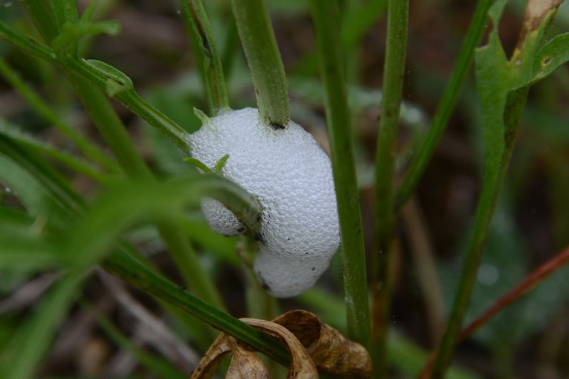 File:Prosapia bicincta 7410.jpg