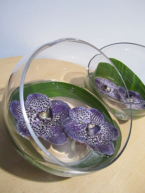 File:Vanda Orchid.jpg