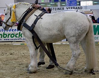 Percheron 1 stehend links.jpg