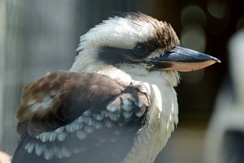 File:Dacelo novaeguineae 9129.jpg