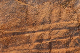 EdmontosaurusSkin 1053 W.jpg