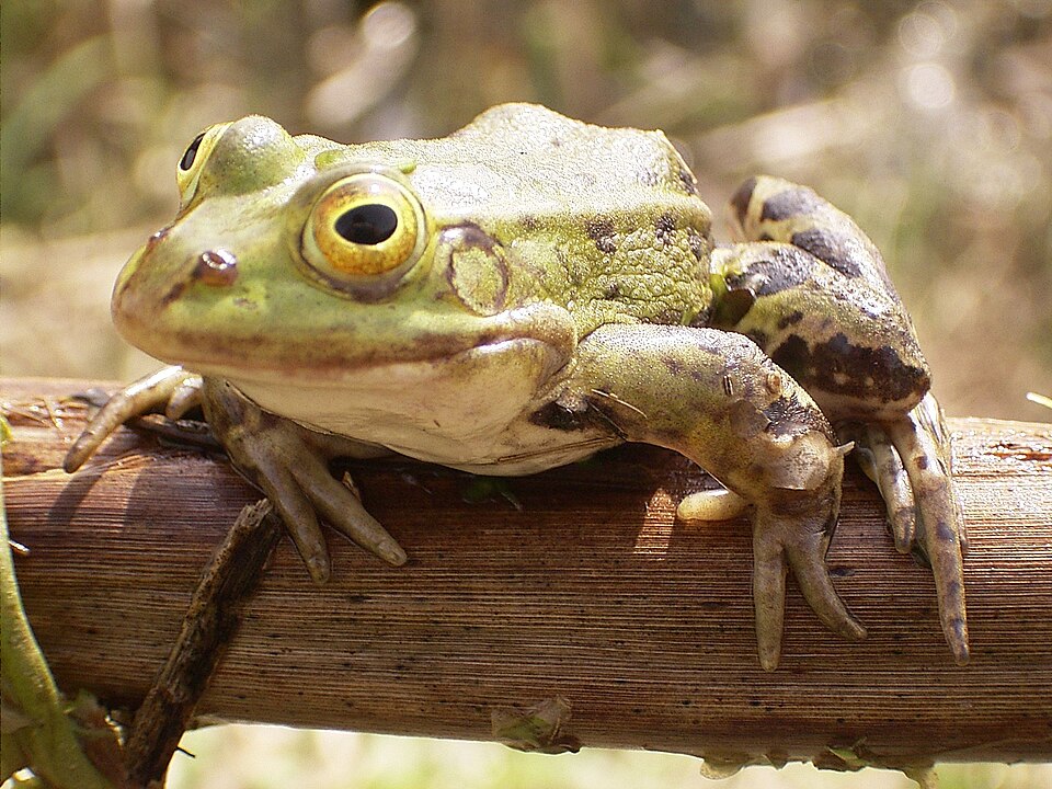 File:Frog on bough.jpg