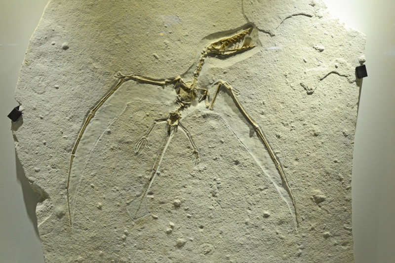 File:Rhamphorhynchus 1017 W.jpg