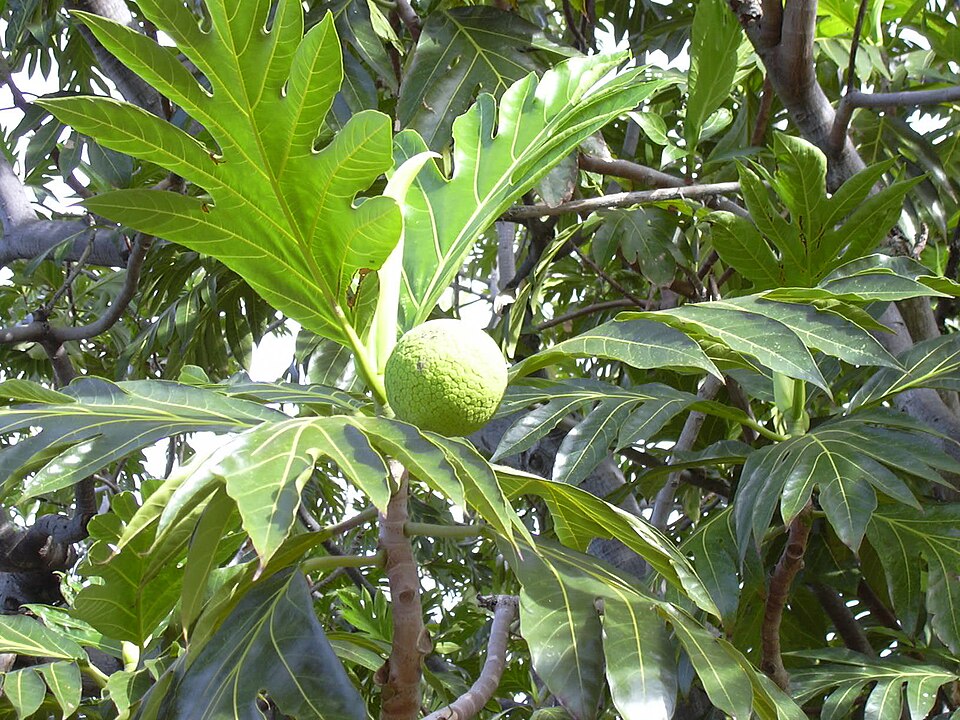 File:Starr 031209-0031 Artocarpus altilis.jpg