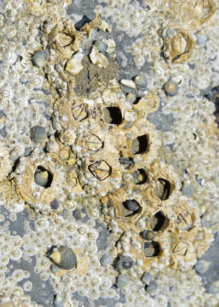File:Barnacle 6758 W.jpg