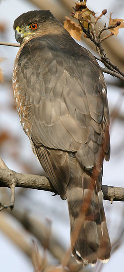 Accipiter-cooperii-01.jpg