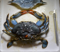 BlueCrab 0618.jpg