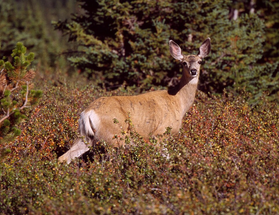 File:Mule Deer on Clearwater 1.jpg