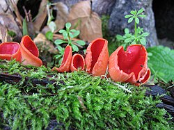 Sarcoscypha coccinea 74716.jpg
