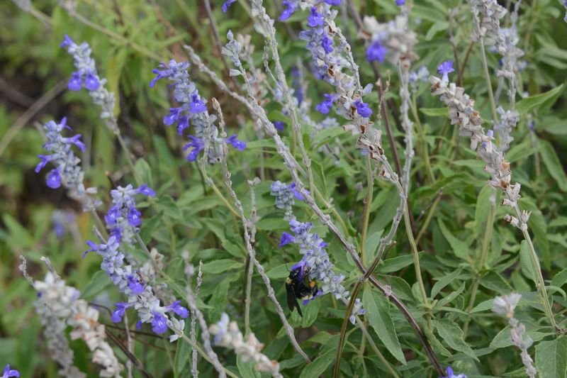 File:Salvia farinacea 1749.jpg