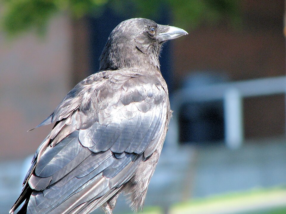 File:Common crow.jpg