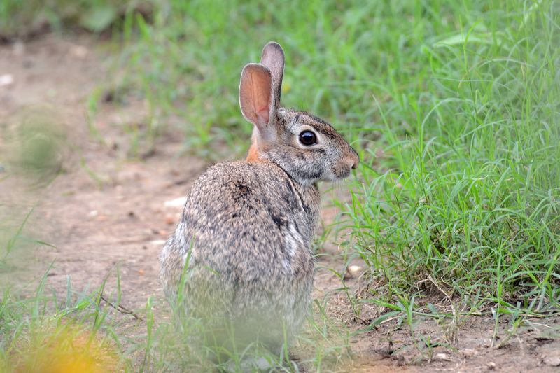 File:Sylvilagus floridanus 6509.jpg