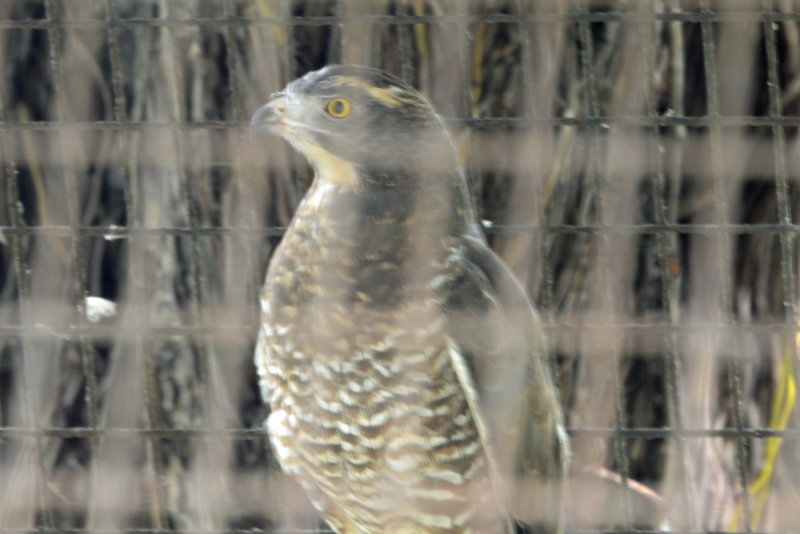 File:Butastur indicus 1.jpg