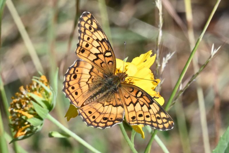 File:Euptoieta claudia 6518.jpg
