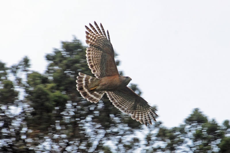 File:Buteo lineatus 6.jpg