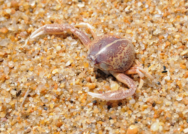 File:PurseCrab 8874 W.jpg