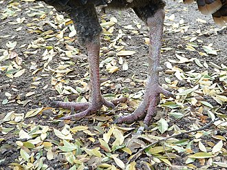 Turkey Feet