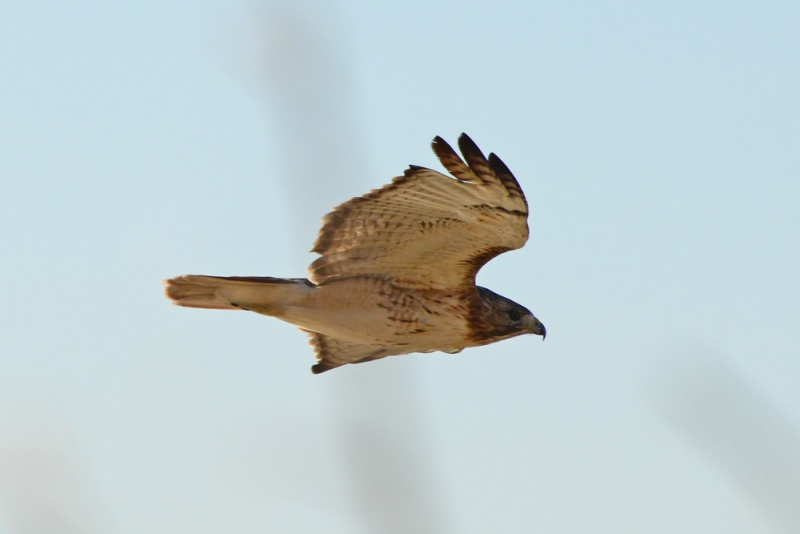 File:Buteo jamaicensis 3.jpg