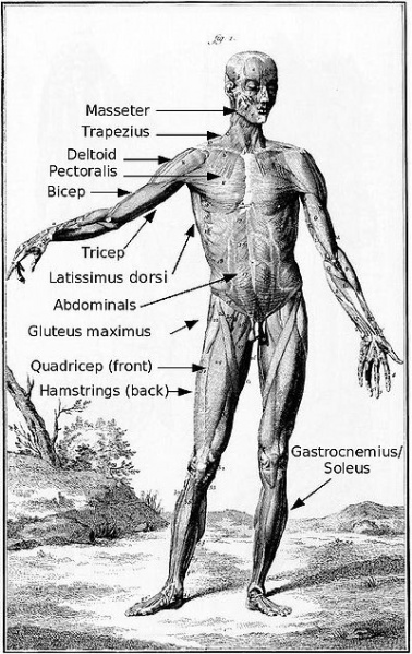 File:Muscles labeled.jpg