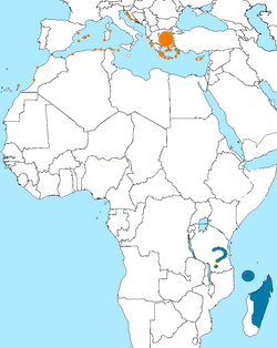 Eleonora's Falcon Range Map.png