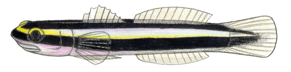 File:Elacatinus genie.JPG