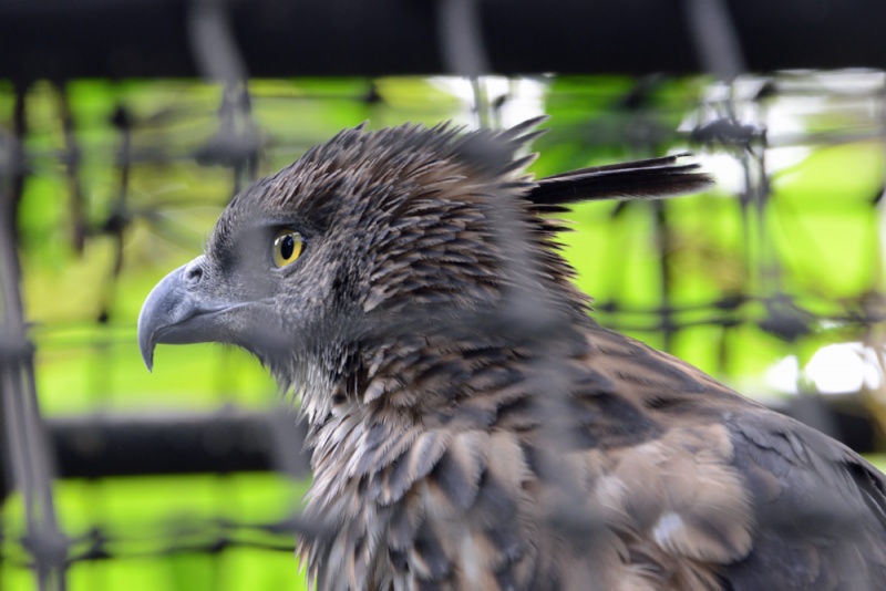 File:Nisaetus pinskeri 1.jpg