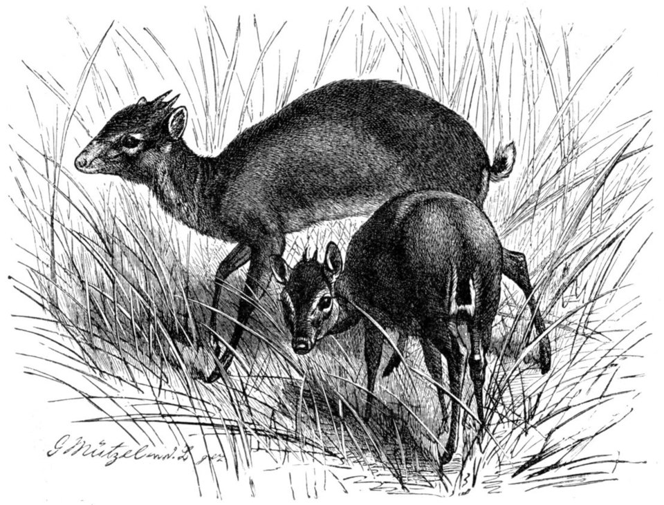 File:Zwergantilope-drawing.jpg