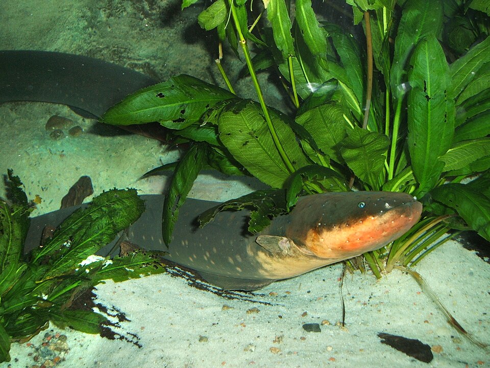 File:Electric-eel.jpg