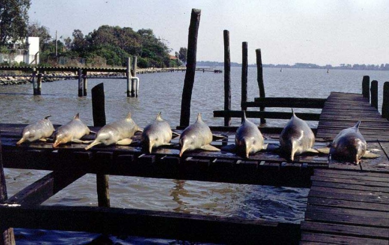 File:Franciscanas eduardo secchi.jpg