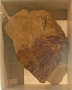 HadrosaurSkin 7888 W.jpg