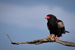 Bateleur Eagle with Kill.jpg
