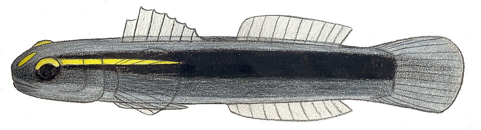 File:Elacatinus tenox.JPG