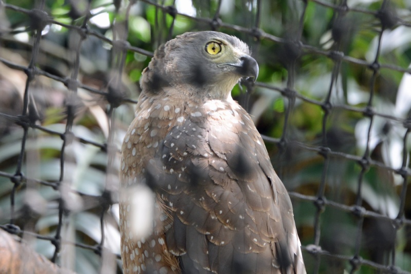 File:Spilornis cheela 1.jpg