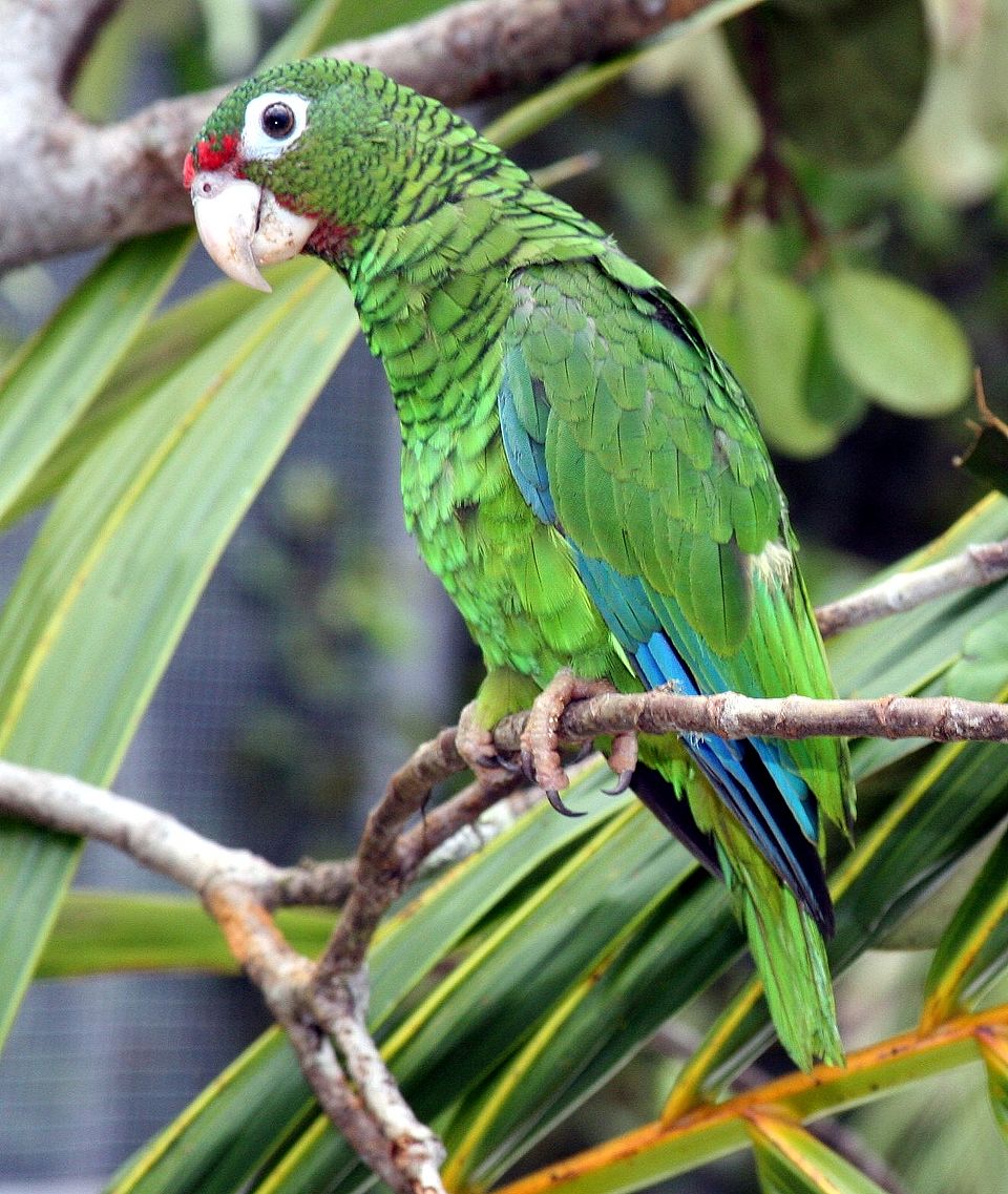 File:Puerto Rican parrot.jpg