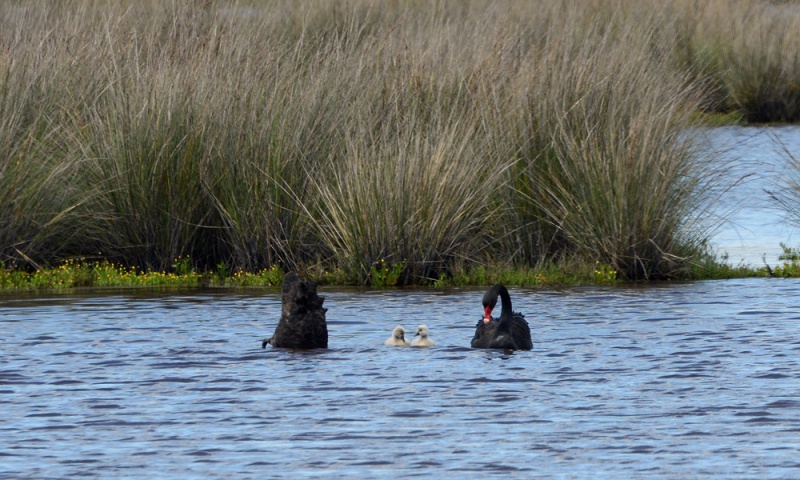 File:BlackSwan 4311.jpg