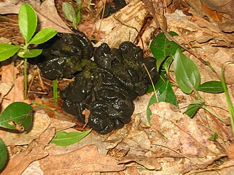Scat
