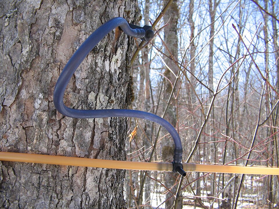 File:Maple syrup taps.jpg