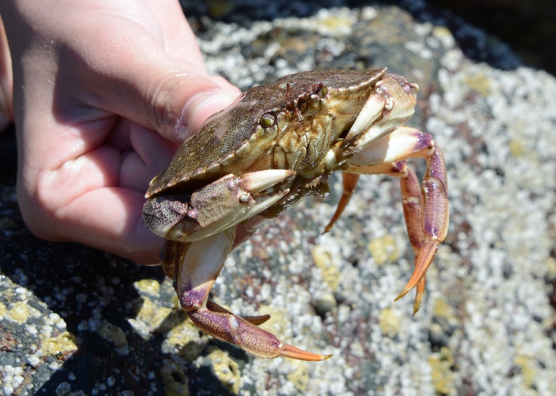 File:RockCrab 7523 W.jpg