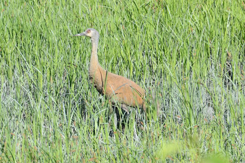 File:Grus canadensis 9161.jpg