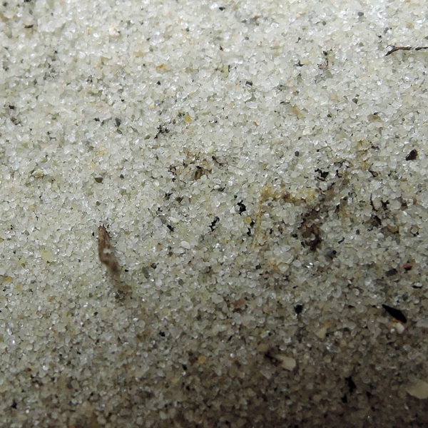 File:MustangIsland 2237.jpg