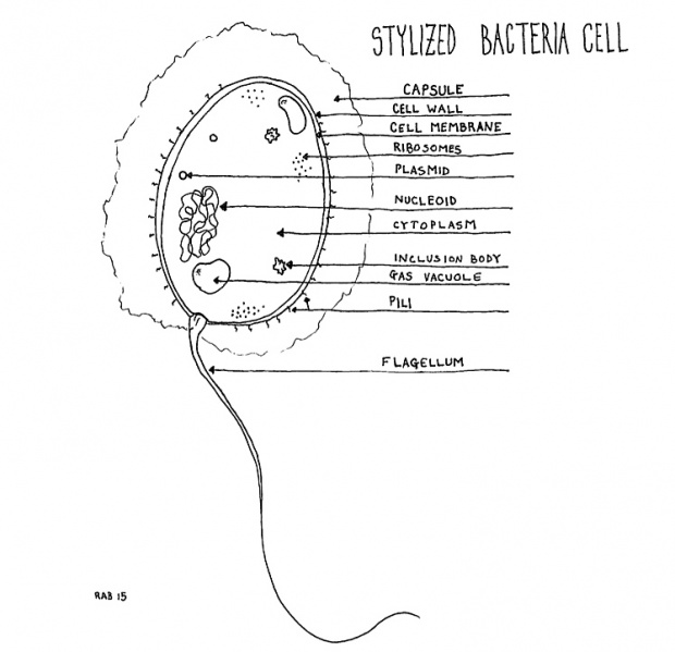 File:BacteriaCell.jpg